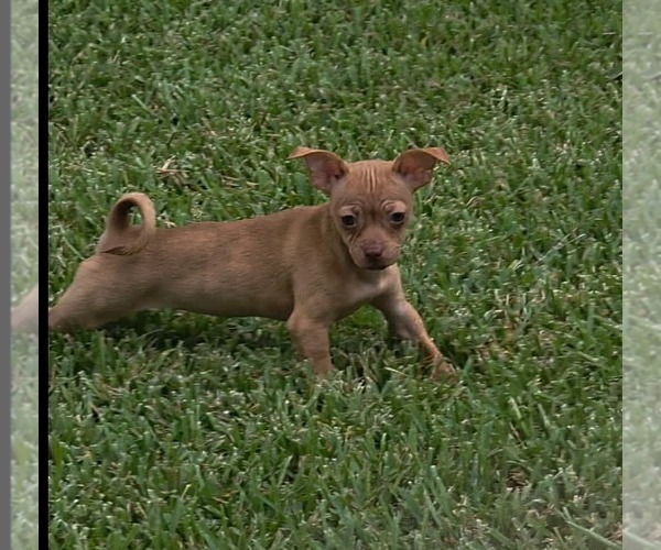 Medium Photo #3 ShiChi Puppy For Sale in Rosenberg, TX, USA