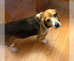 Small #9 Beagle