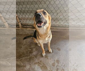 German Shepherd Dog-Unknown Mix Dogs for adoption in El Centro, CA, USA