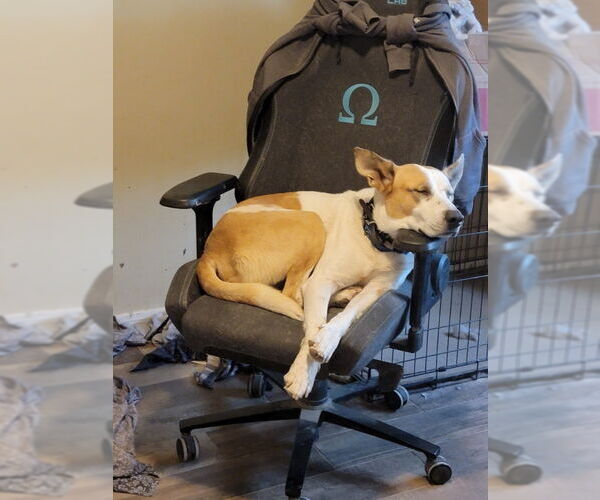 Medium Photo #3 Mutt Puppy For Sale in Mesa, AZ, USA