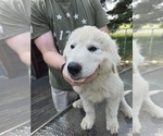 Puppy Yellow Female Anatolian Shepherd-Maremma Sheepdog Mix