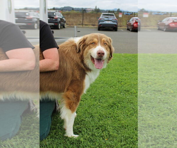 Medium Photo #4 Australian Shepherd Puppy For Sale in Petaluma, CA, USA