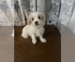 Small #4 Morkie