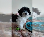 Small Photo #8 Havanese Puppy For Sale in DREXEL, MO, USA