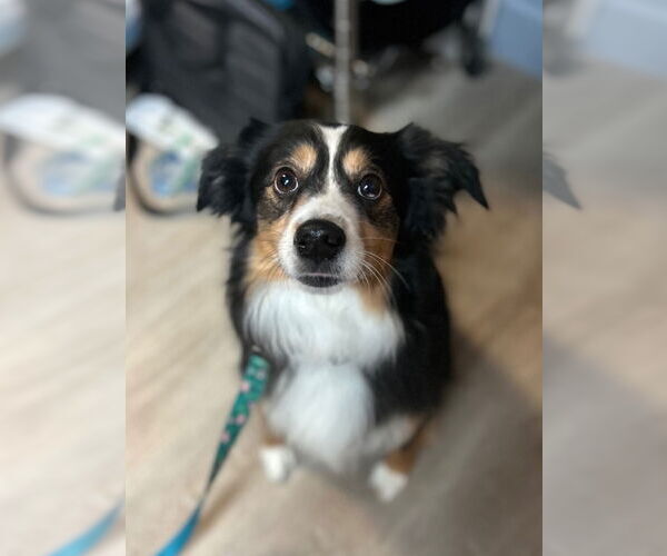 Medium Photo #1 Australian Shepherd Puppy For Sale in Claremore, OK, USA