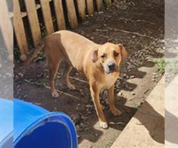 Medium Photo #2 Black Mouth Cur-Unknown Mix Puppy For Sale in San Antonio, TX, USA