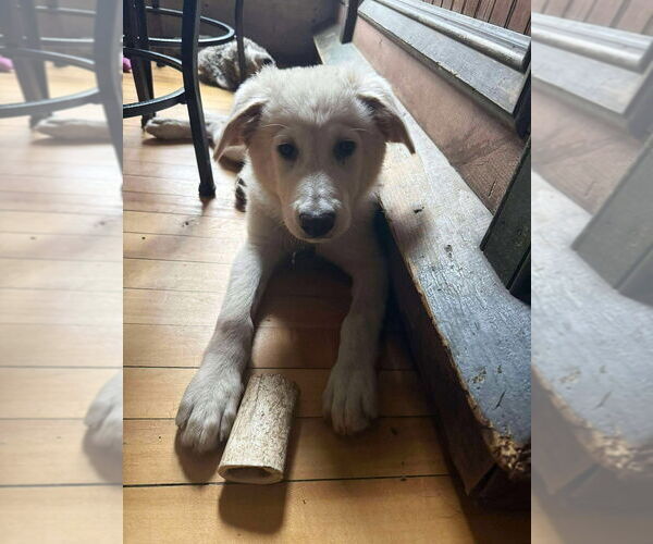 Medium Photo #2 Chinese Shar-Pei-Great Pyrenees Mix Puppy For Sale in Glen Haven, WI, USA