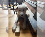 Small #1 Chinese Shar-Pei-Great Pyrenees Mix