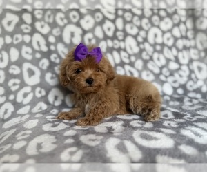 Cockapoo (Miniature) Puppy for sale in LAKELAND, FL, USA