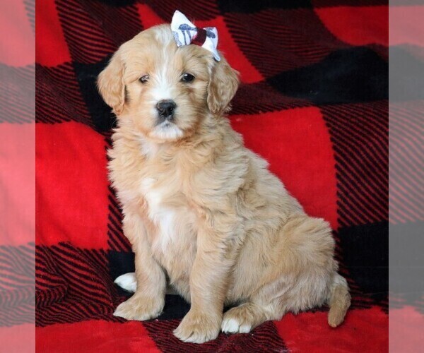 Medium Photo #1 Goldendoodle Puppy For Sale in FREDERICKSBRG, PA, USA