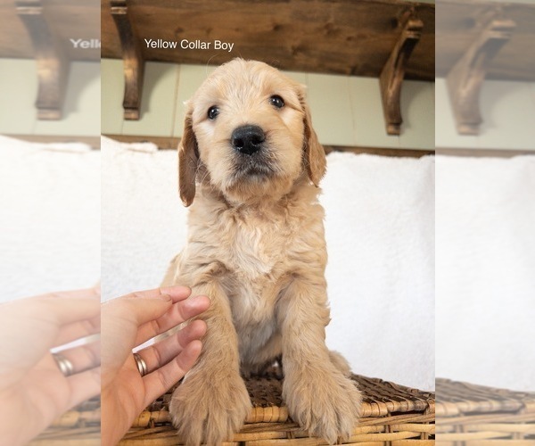 Medium Photo #3 Goldendoodle Puppy For Sale in BELLFLOWER, MO, USA