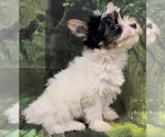 Small Photo #14 Yorkshire Terrier Puppy For Sale in AZLE, TX, USA