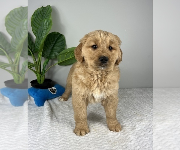 Medium Photo #4 Golden Retriever Puppy For Sale in FRANKLIN, IN, USA