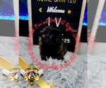 Small #9 Shih Tzu