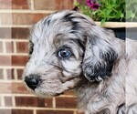 Image preview for Ad Listing. Nickname: Freya