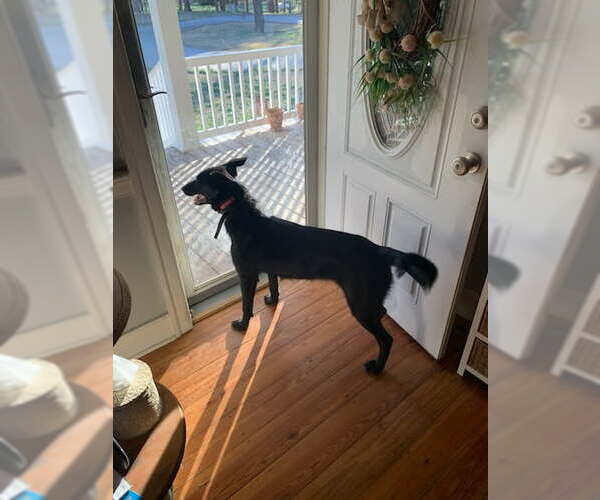 Medium Photo #4 Labrador Retriever-Unknown Mix Puppy For Sale in LOGANVILLE, GA, USA