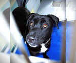 Small #6 Labrador Retriever Mix