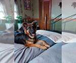 Small Photo #1 German Shepherd Dog Puppy For Sale in LA FAYETTE, NY, USA