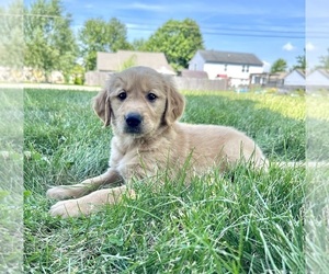 Medium Golden Retriever