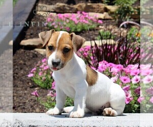 Jack Russell Terrier Puppy for sale in ATGLEN, PA, USA