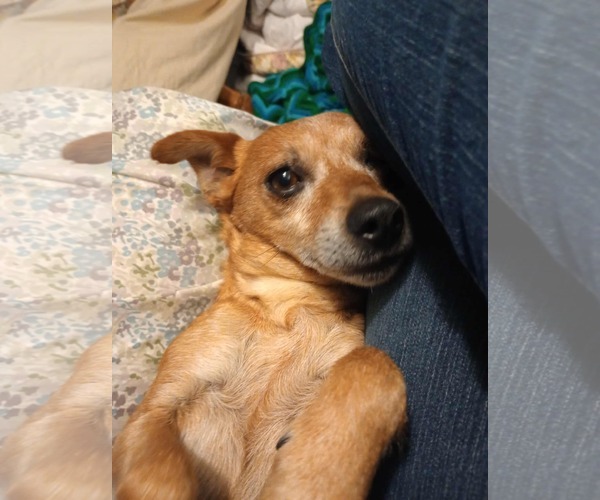 Medium Photo #3 Chihuahua-Unknown Mix Puppy For Sale in Visalia, CA, USA