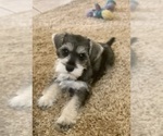 Small Photo #2 Schnauzer (Miniature) Puppy For Sale in FAIRFIELD, CA, USA