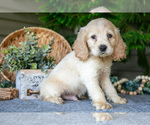 Small Photo #9 Cocker Spaniel Puppy For Sale in SEAMAN, OH, USA