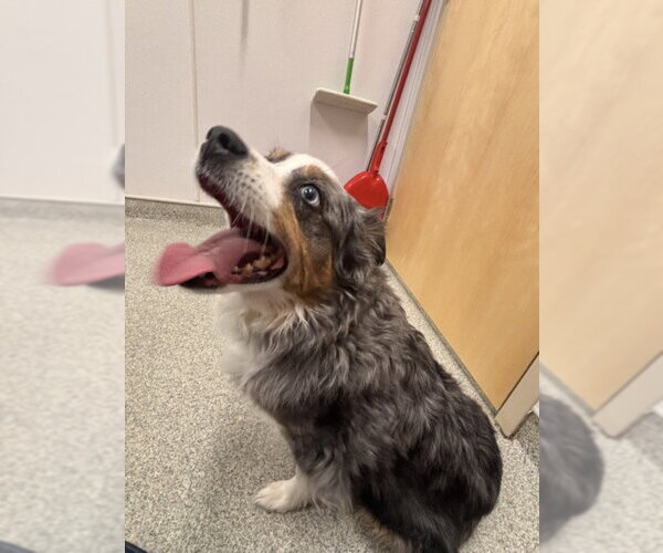 Medium Photo #1 Australian Shepherd Puppy For Sale in Fort Collins, CO, USA
