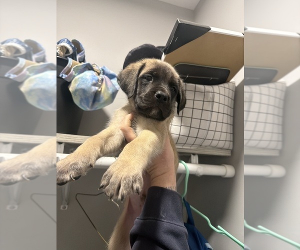 Medium Photo #10 Mastiff Puppy For Sale in CHESTERTON, IN, USA