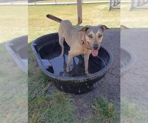 German Shepherd Dog-Unknown Mix Dogs for adoption in Corpus Christi, TX, USA
