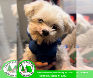 Maltese Dogs for adoption in Stroudsburg, PA, USA