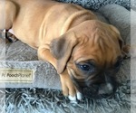 Small Photo #4 Boxer Puppy For Sale in APPLE CREEK, OH, USA