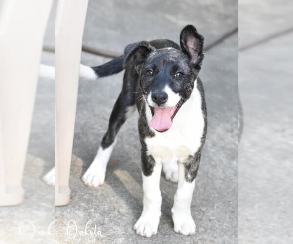 Medium Photo #1 Huskies -Labrador Retriever Mix Puppy For Sale in Brewster, NY, USA