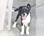 Small Huskies -Labrador Retriever Mix