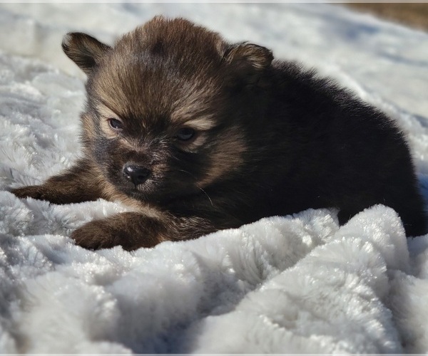 Medium Photo #5 Pomeranian Puppy For Sale in STATHAM, GA, USA