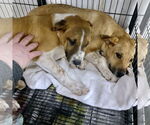 Small #9 Retriever  Mix