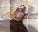 Small #2 Doberman Pinscher