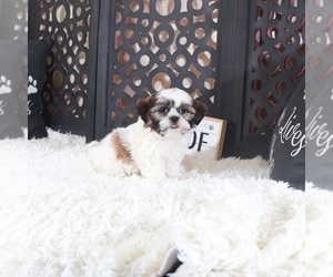 Shih Tzu Puppy for sale in MOUNT VERNON, OH, USA