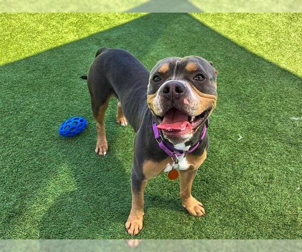 Medium Photo #3 American Pit Bull Terrier Puppy For Sale in Orange, CA, USA