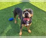 Small #2 American Pit Bull Terrier