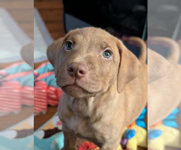 Medium Photo #3 Labrador Retriever-Unknown Mix Puppy For Sale in Plainfield, IL, USA
