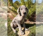 Small #3 Great Dane