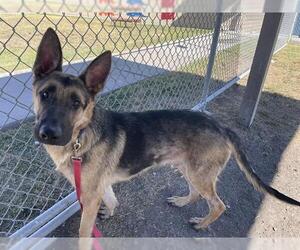 German Shepherd Dog Dogs for adoption in Corpus Christi, TX, USA