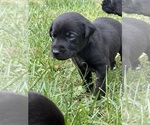 Small #6 Labrador Retriever