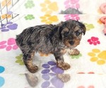 Small #8 Yorkipoo