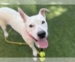 Small #1 American Pit Bull Terrier Mix