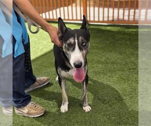Bull Terrier-Unknown Mix Dogs for adoption in Las Vegas, NV, USA