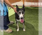 *ITSY BITSY - Male Bull Terrier-Unknown Mix Dog for Adoption - Small photo
