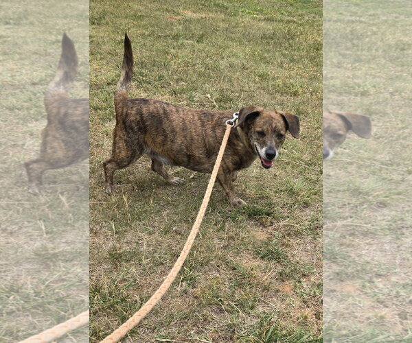 Medium Photo #1 Doxle Puppy For Sale in Rustburg, VA, USA
