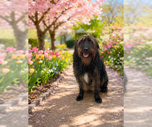 Mutt Dogs for adoption in Raleigh, NC, USA